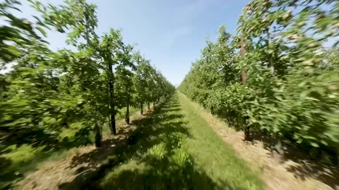 Fast flight through orchard Stock Footage 245996826