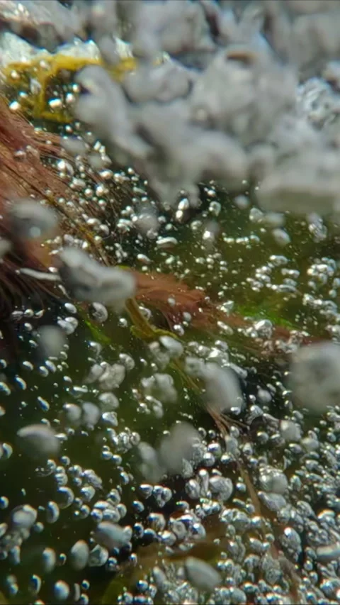 Fast flow of air bubbles in mountain stream against backdrop of algae, macro Stock Footage 346395028