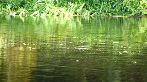 Fast flow of the forest river. Picturesque summer nature. The shores threw gr Stock Footage 172576847