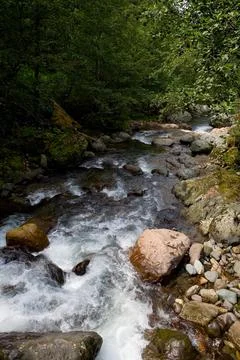 Fast flow of mountain river in summer. Stock Photos