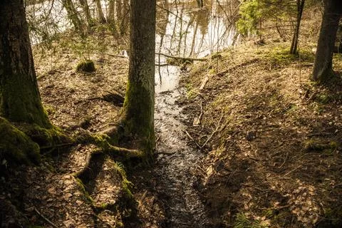 The fast flow of a small stream that flows into a forest river in early spr.. Stock Photos