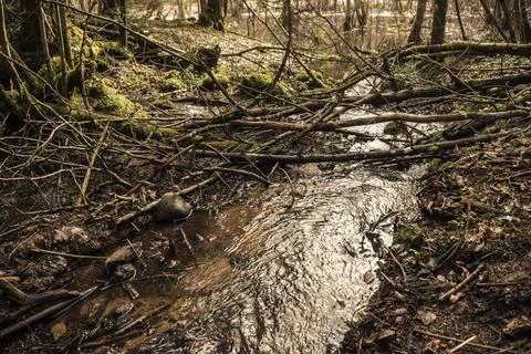 The fast flow of a small stream that flows into a forest river in early sprin Stock Photos