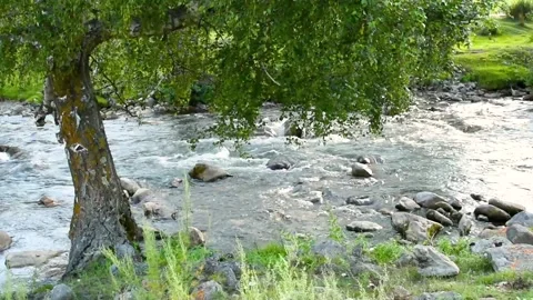 The fast flow of a wild mountain river. A tree on the background of a river Stockbeeldmateriaal 160602342