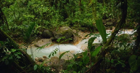 Fast flowing blue river in lush Costa Rica rainforest showing vibrant tropical Stock Footage 341368767