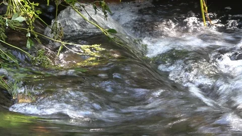 Fast Flowing Countryside River With Flora Hanging Stock Footage 93149800