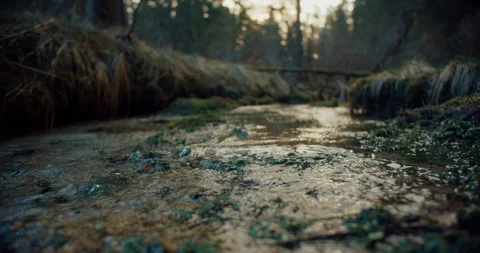 A fast-flowing creek in a forest  Stock Footage 129395743