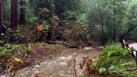 A fast-flowing creek winds through a lush forest after a rainfall. The damp Stock Footage 302923953