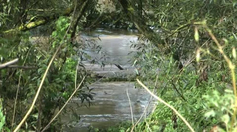 Fast flowing flood water through trees in park Stock-Footage 12591502