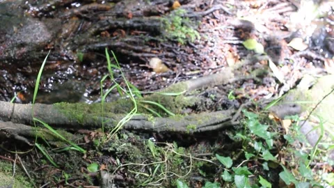 Fast flowing forest river with crystal clear water and wet mossy shoreline Video stock 335786346
