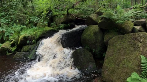 Fast Flowing Forest river Stockbeeldmateriaal 244887171