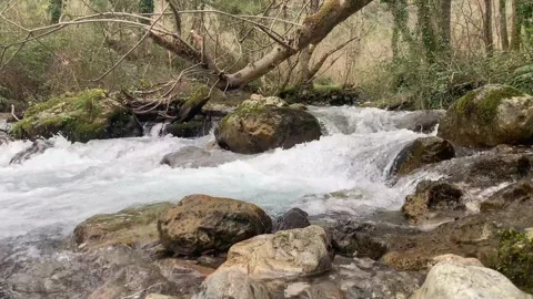 Fast-Flowing Forest Stream with Mossy Rocks Stock Footage 303362796