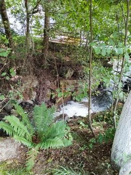 A fast-flowing, high-mountain stream with green slopes and ferns Stock Photos
