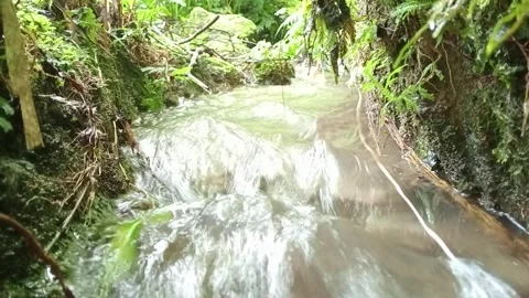 Fast Flowing Jungle Stream Through Dense Tropical Vegetation Stock Footage 332068184