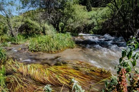 Fast flowing mountain river rapids through lush vegetation Kyrgyzstan Stock Photos