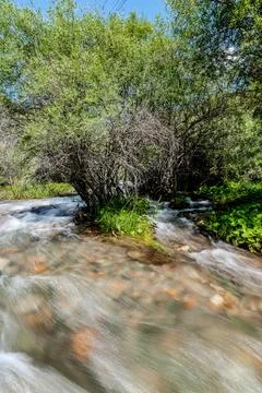 Fast flowing mountain river rapids through lush vegetation Kyrgyzstan 스톡 사진