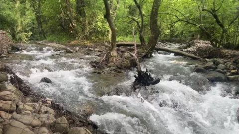 Fast Flowing Mountain Stream in Dachigam National Park, Kashmir Stock Footage 338040767
