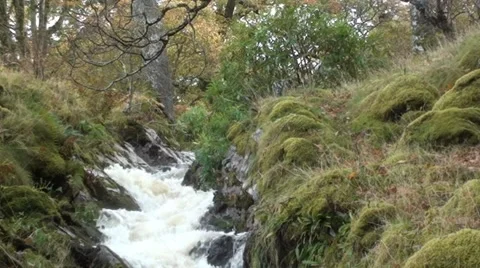 Fast flowing Mountain Stream Stock Footage 44334651