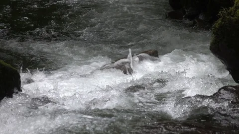 Fast flowing mountain stream. 스톡 동영상 98407503