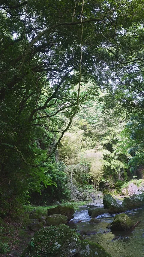 Fast flowing mountain stream with moss covered rocks in Oita Japan Vídeos de archivo 336928777