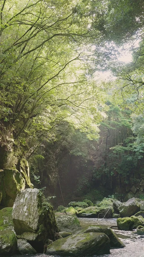 Fast flowing mountain stream with moss covered rocks in Oita Japan Vídeos de archivo 336928790