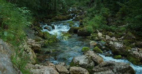 Fast flowing mountain stream in pine tree forest. Picturesque landscape. Ca.. Stock Photos