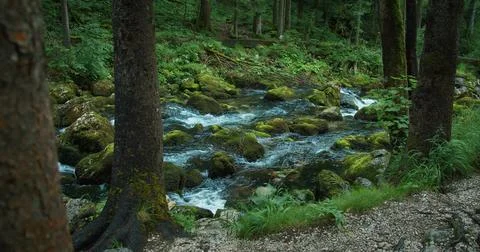 Fast flowing mountain stream in pine tree forest. Picturesque landscape. Ca.. Stock Photos