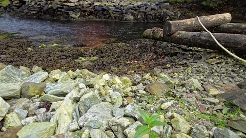 Fast flowing mountain stream with rocky banks and brown algae in Norway Stock Footage 344058667
