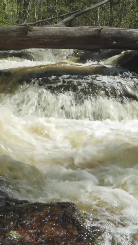 Fast flowing rapids with a fallen tree , close up. Leivonmaki National Park,.. Stock Footage 307627611