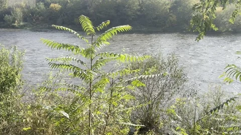 Fast flowing river. 4K background video clip. 4k stock footage. Stock Footage 219347993
