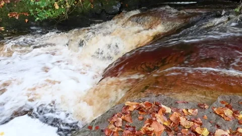 Fast flowing river and autumn leaves Stock Footage 219639714