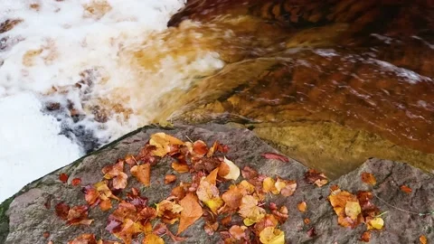Fast flowing river and autumn leaves Stock Footage 219639716