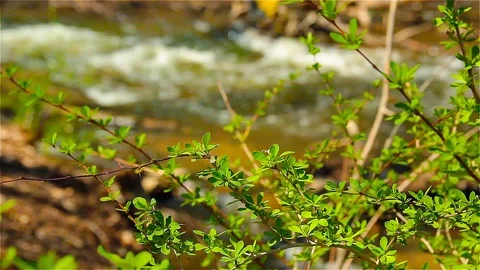 Fast Flowing River During Early Spring _ Rack Focus Video stock 87197219