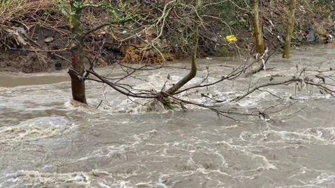 Fast flowing river in flood with fallen tree Stock Footage 125141353