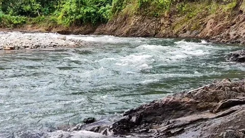 Fast Flowing River with Mossy Rocks and Lush Green Forest Background - 4K Stock Footage 328058510