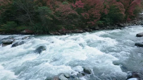 Fast flowing river with rapids and colorful autumn trees in western Sichuan Stock Footage 341999743