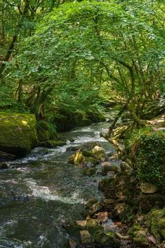 Fast Flowing River Rapids Through Lush Green Forest in Cornwall England 库存照片