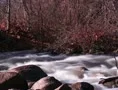Fast flowing river rapids-Time Lapse 2K Web Footage