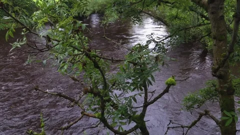 Fast flowing river seen through trees from bridge after heavy rainfall Vídeos de archivo 318161484