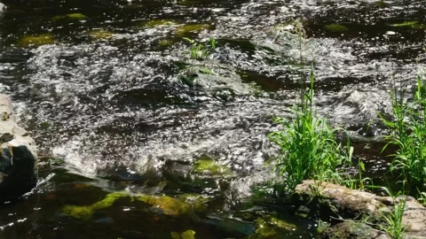 Fast-Flowing River Stream with Grass on Bank Stock Footage 337189080
