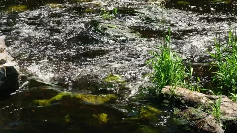 Fast-Flowing River Stream with Grass on Bank 動画素材 337189168