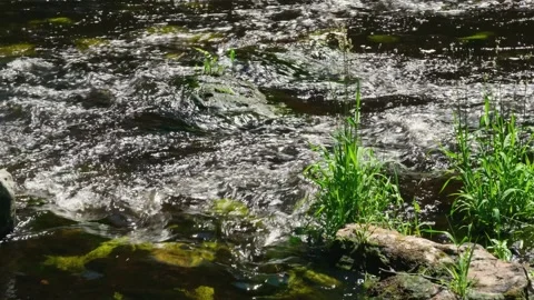 Fast-Flowing River Stream with Grass on Bank Vídeos de archivo 337189173