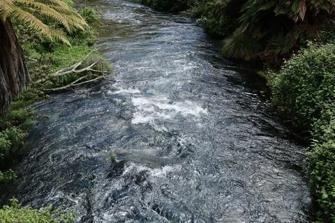Fast Flowing River Surrounded Lush Green Forest Vegetation Foto stock