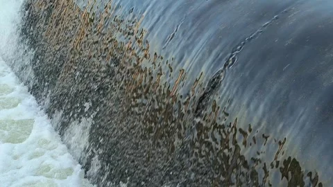 Fast-Flowing River Water Cascading Over a Small Weir Stock Footage 341536544