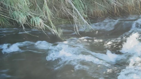 Fast-flowing river water rushing past green reeds and overhanging branches i 스톡 동영상 333470056