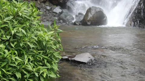 The fast flowing river water through the rocks and wild plants Stock-Footage 171195842