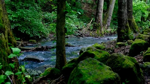Fast flowing river in a wild area 4k Stock Footage 111344083