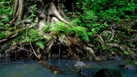 Fast flowing river in a wild area . Stock Footage 124807742
