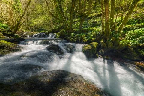 Fast flowing stream in early spring in a sunny forest Stock Photos