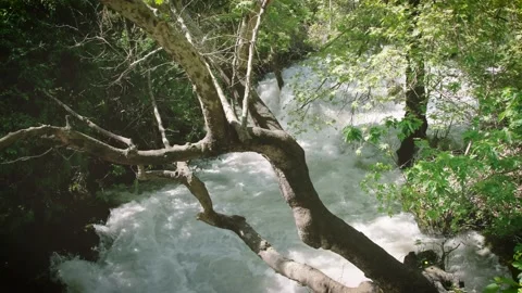 A Fast-flowing Stream In The Forest Stock Footage 206708098