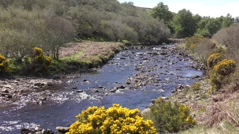 Fast flowing stream rocks yellow gorse flowers Stock Footage 250654033